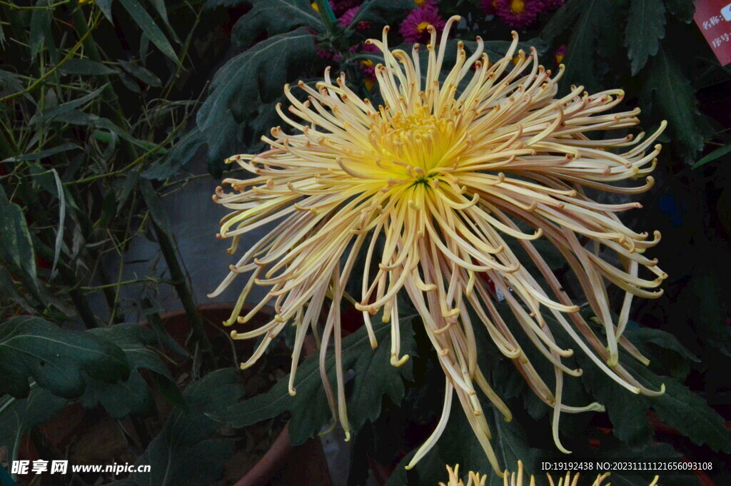 菊花