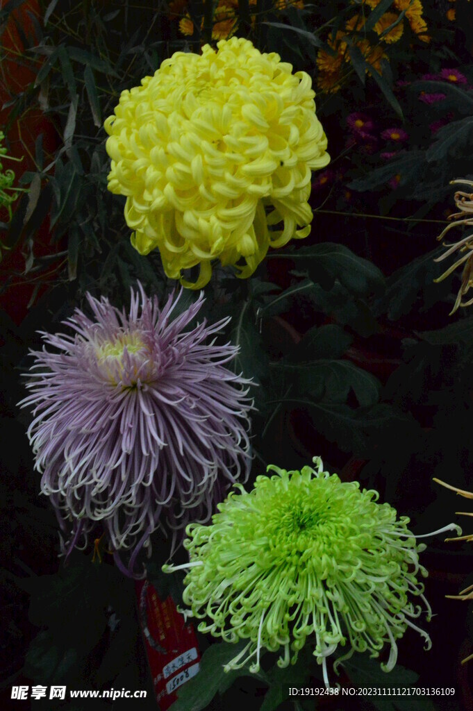 菊花 