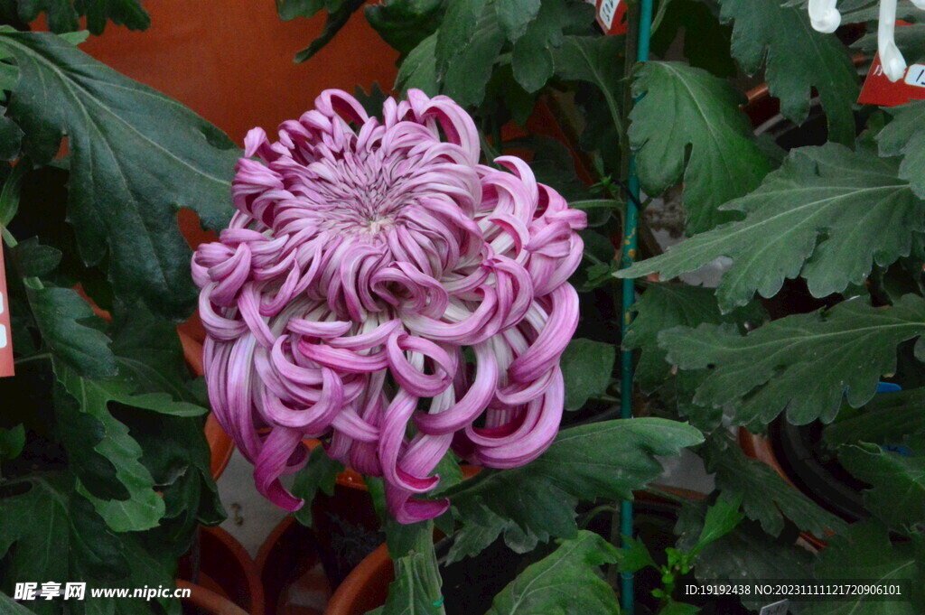 菊花