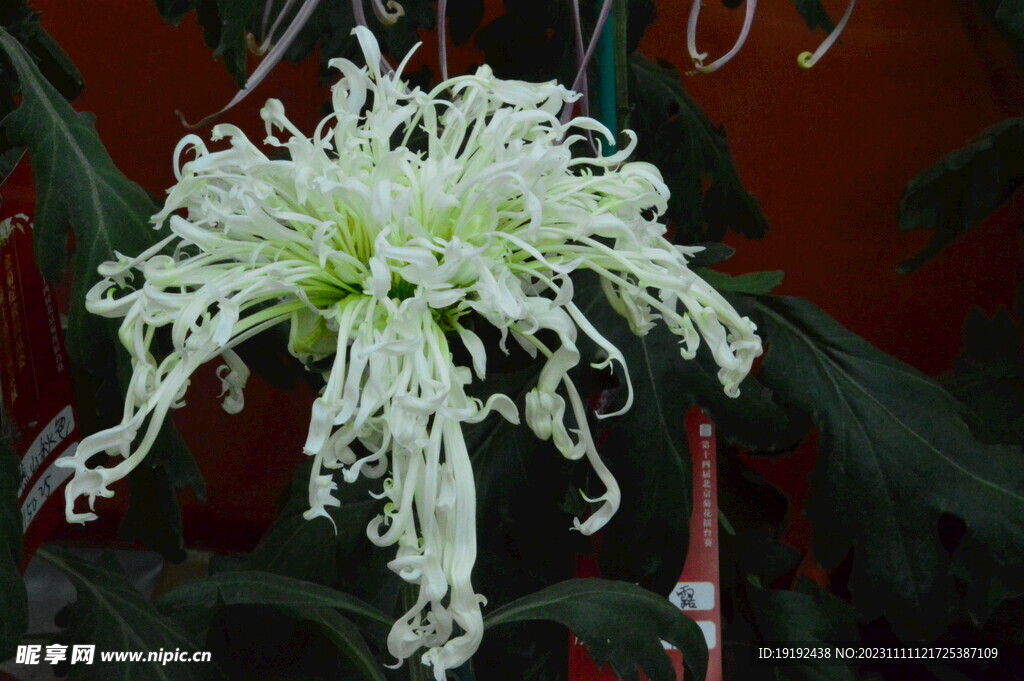 菊花