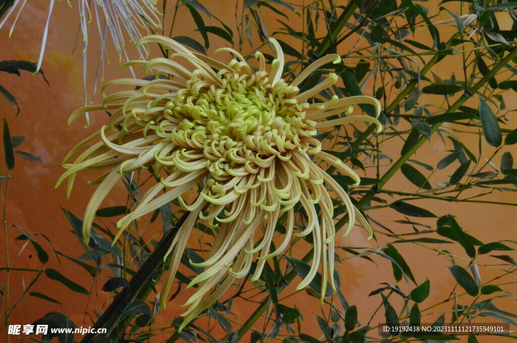 菊花