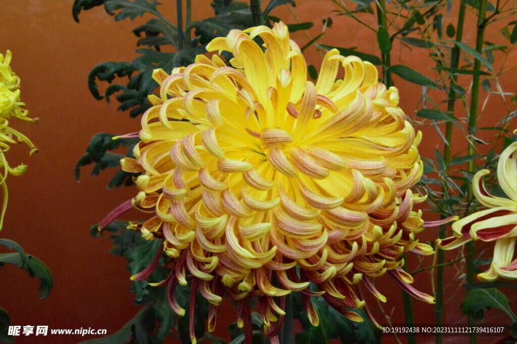 菊花 