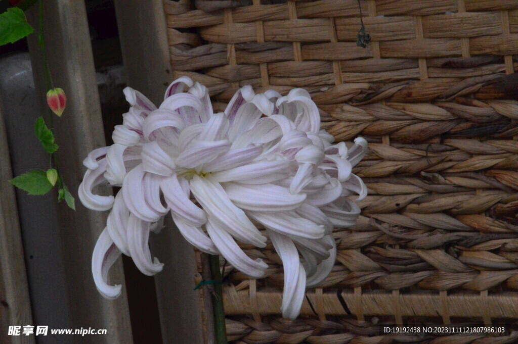 菊花