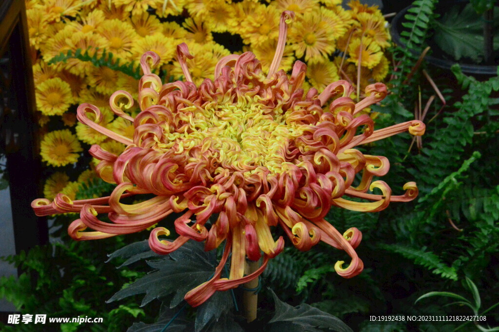 菊花