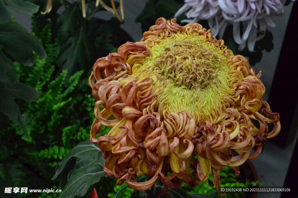 菊花 