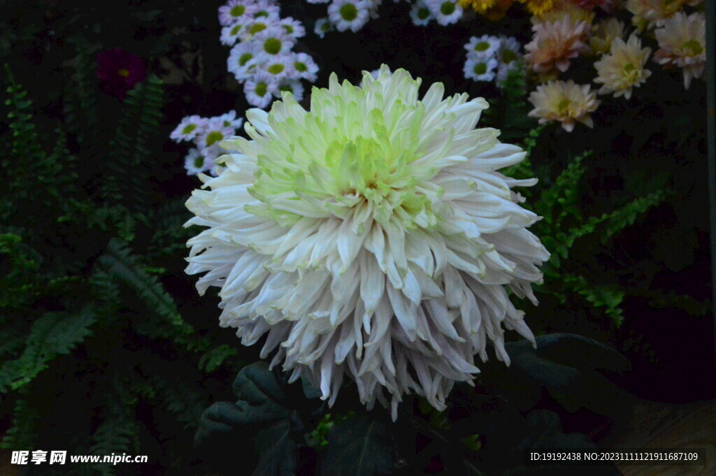 菊花 