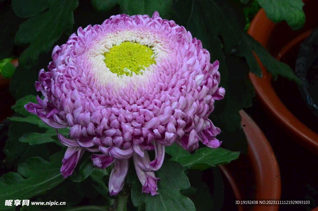 菊花 