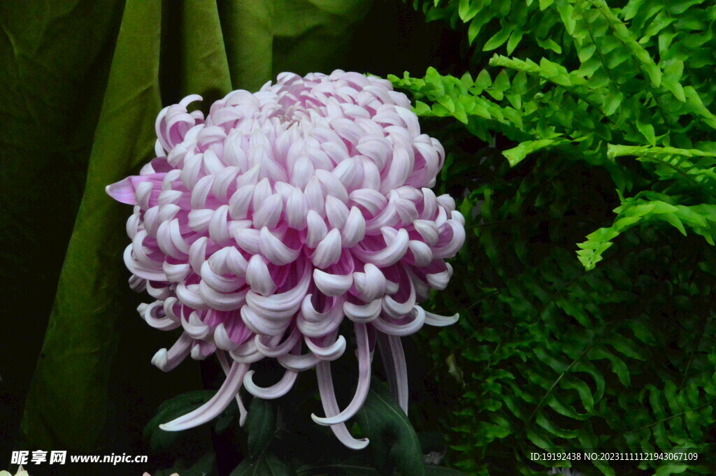 菊花 