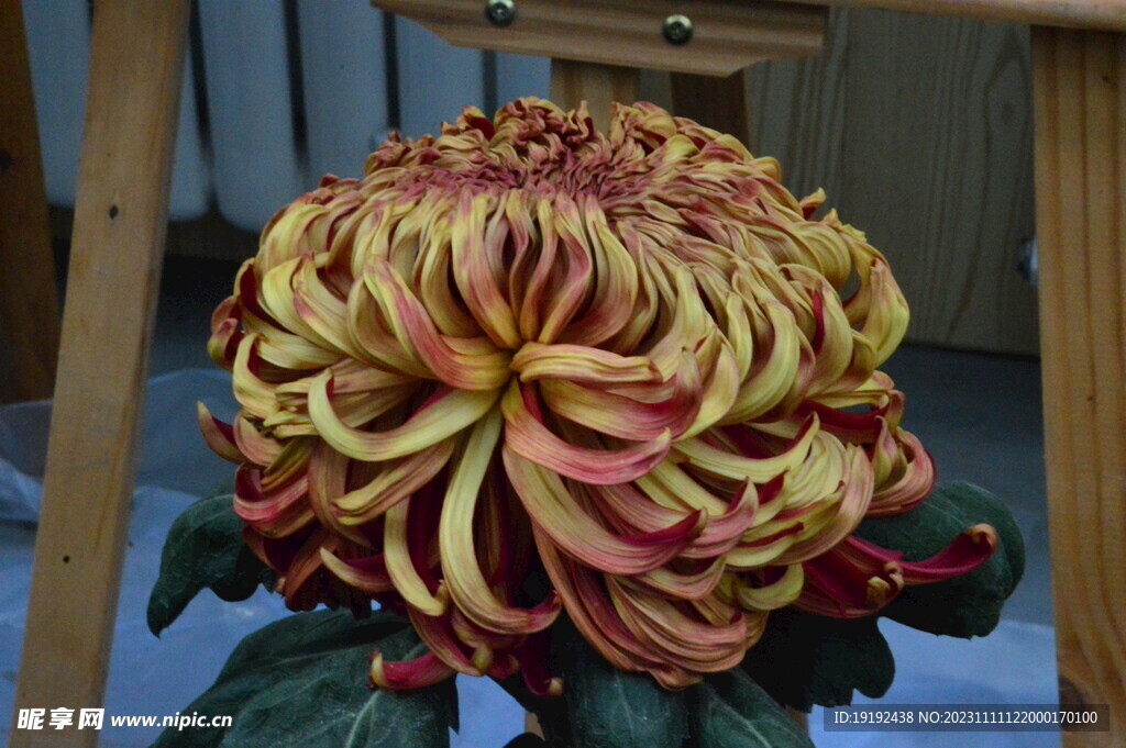 菊花 