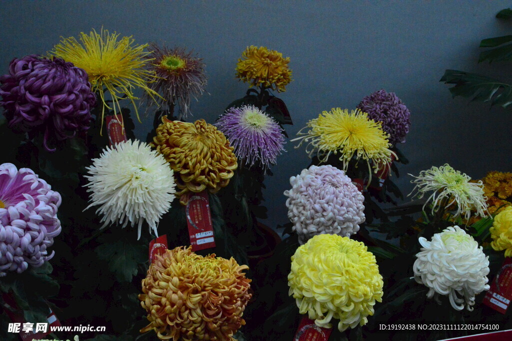 菊花 