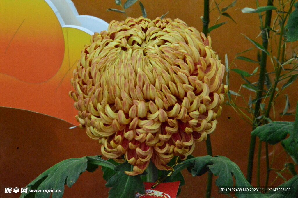 菊花