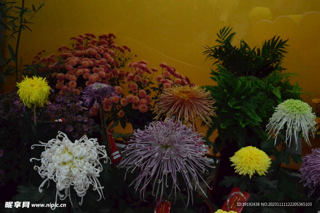 菊花 