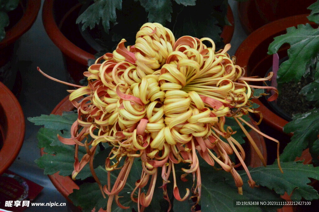 菊花 