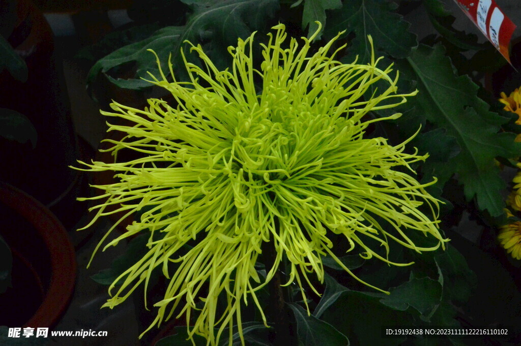 菊花 