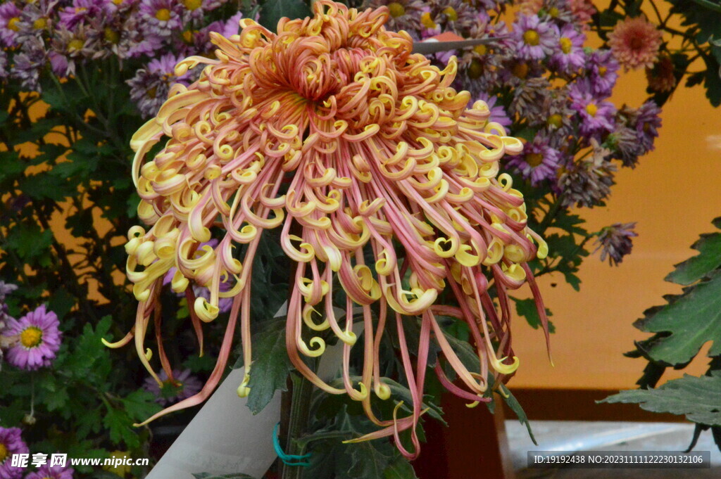 菊花 