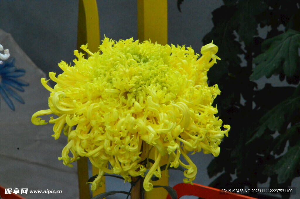 菊花 