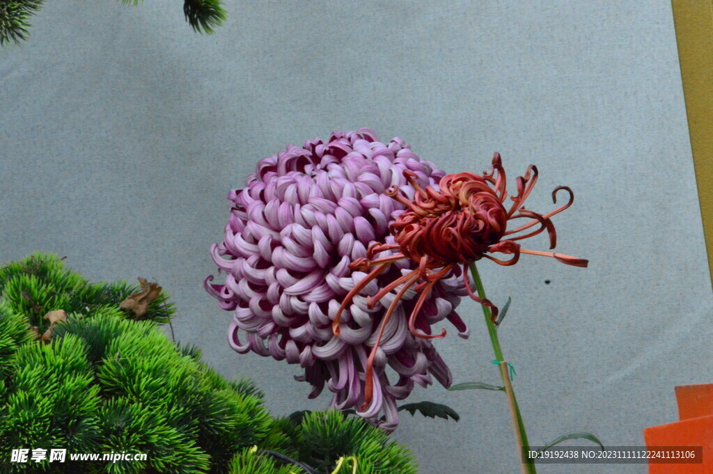 菊花