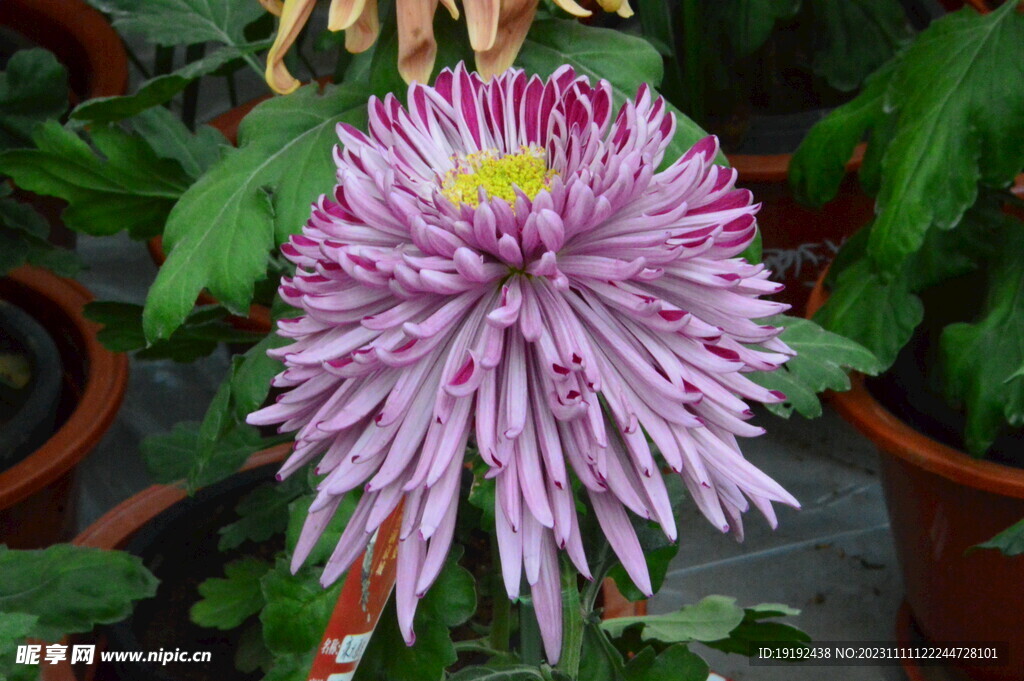 菊花 