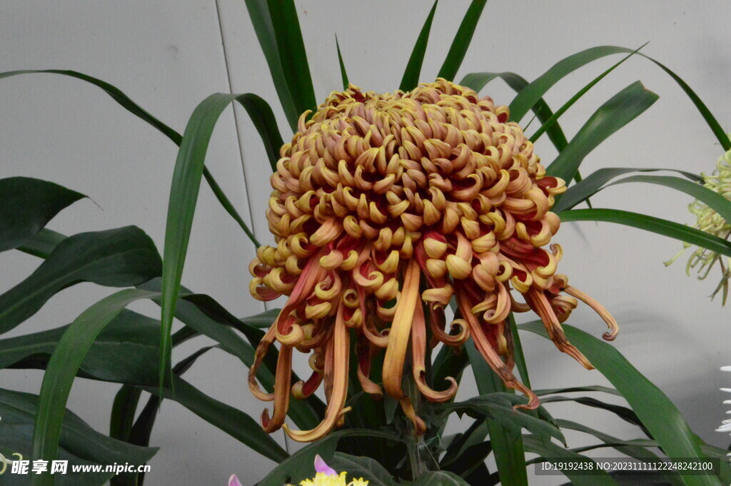 菊花 
