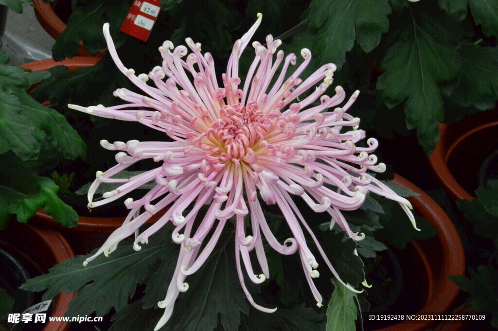 菊花