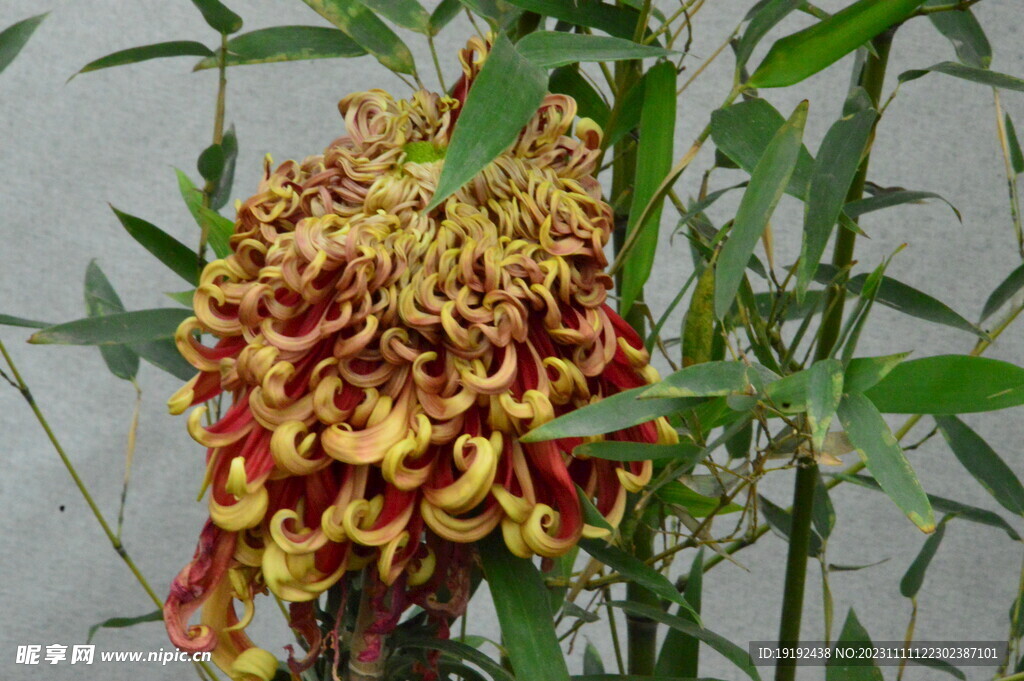 菊花