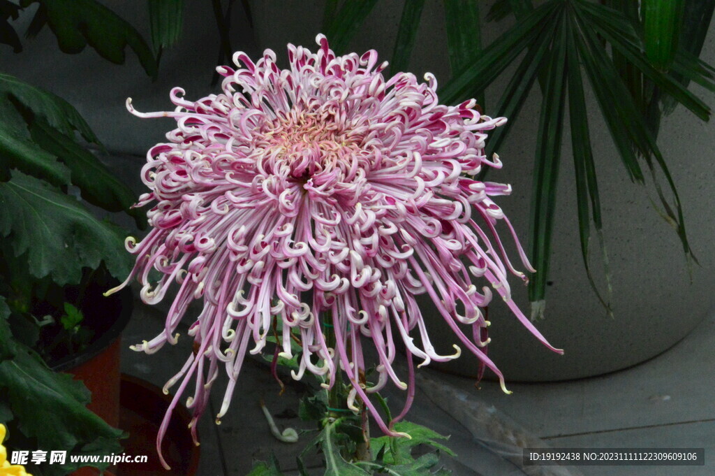 菊花 