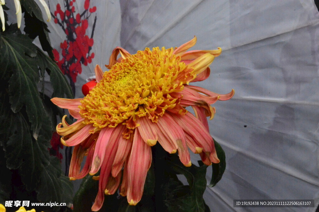 菊花