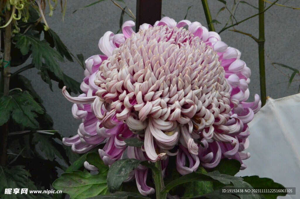 菊花 