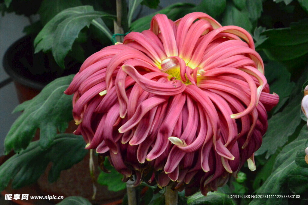 菊花 