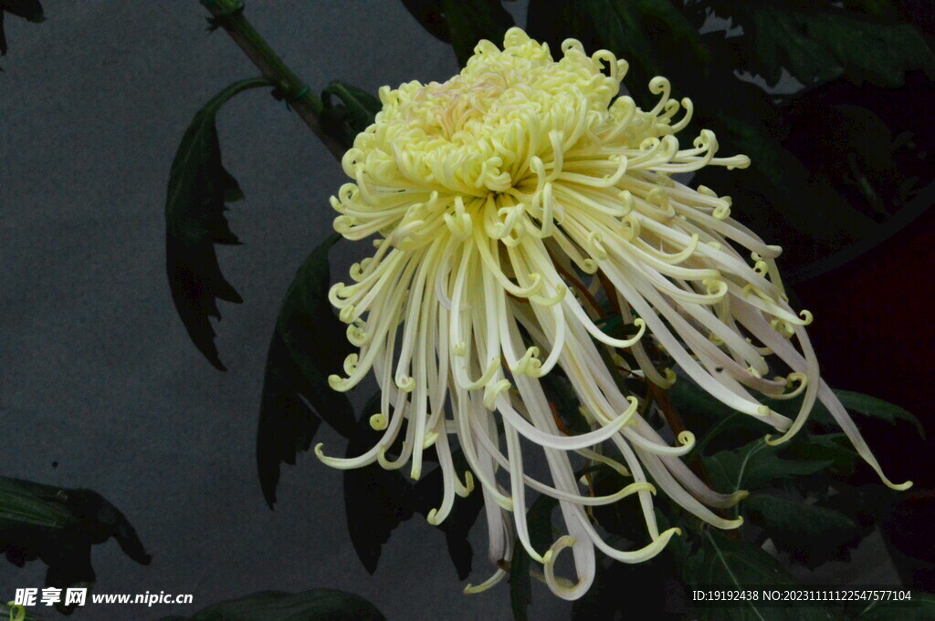 菊花 