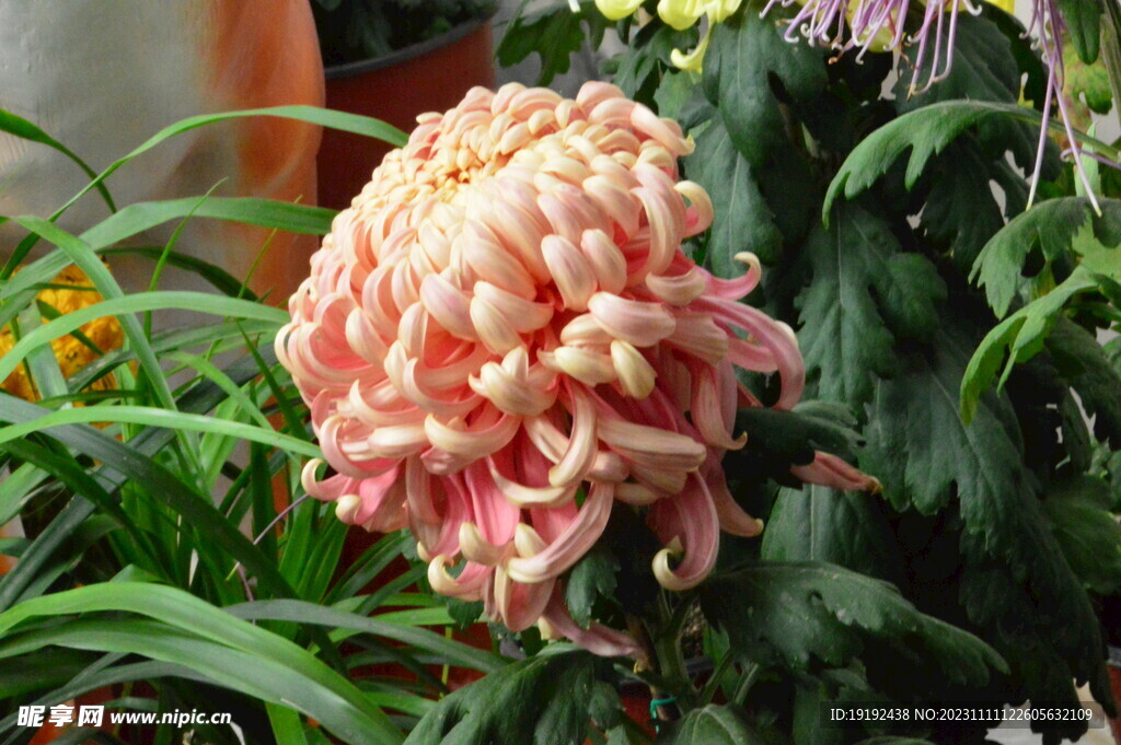 菊花 