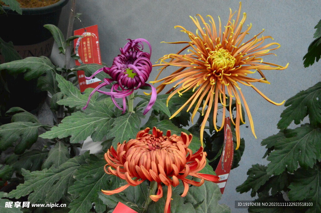 菊花 