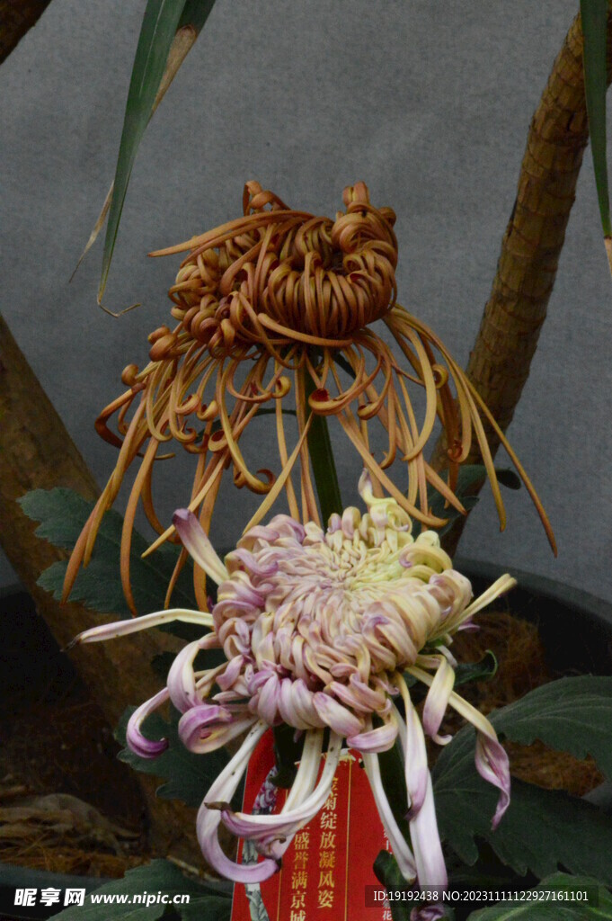 菊花 
