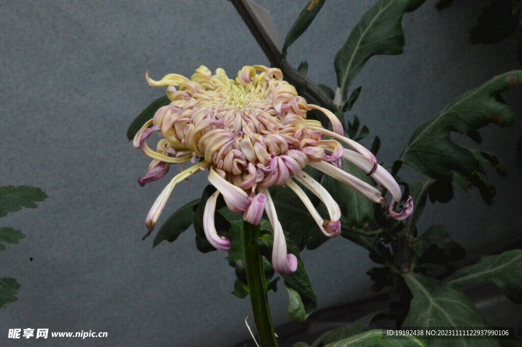 菊花