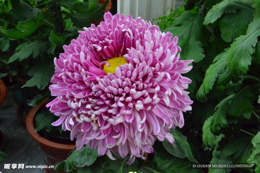菊花