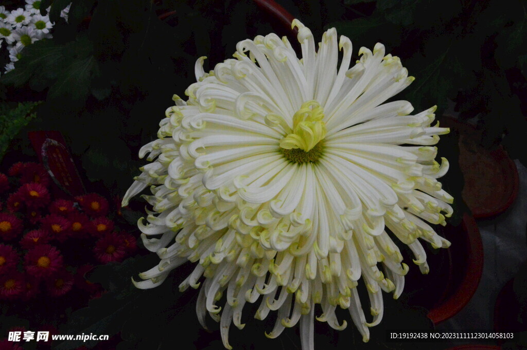 菊花 