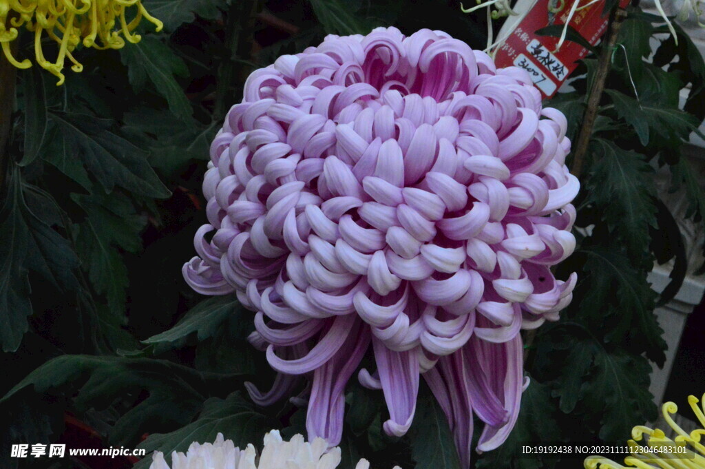 菊花