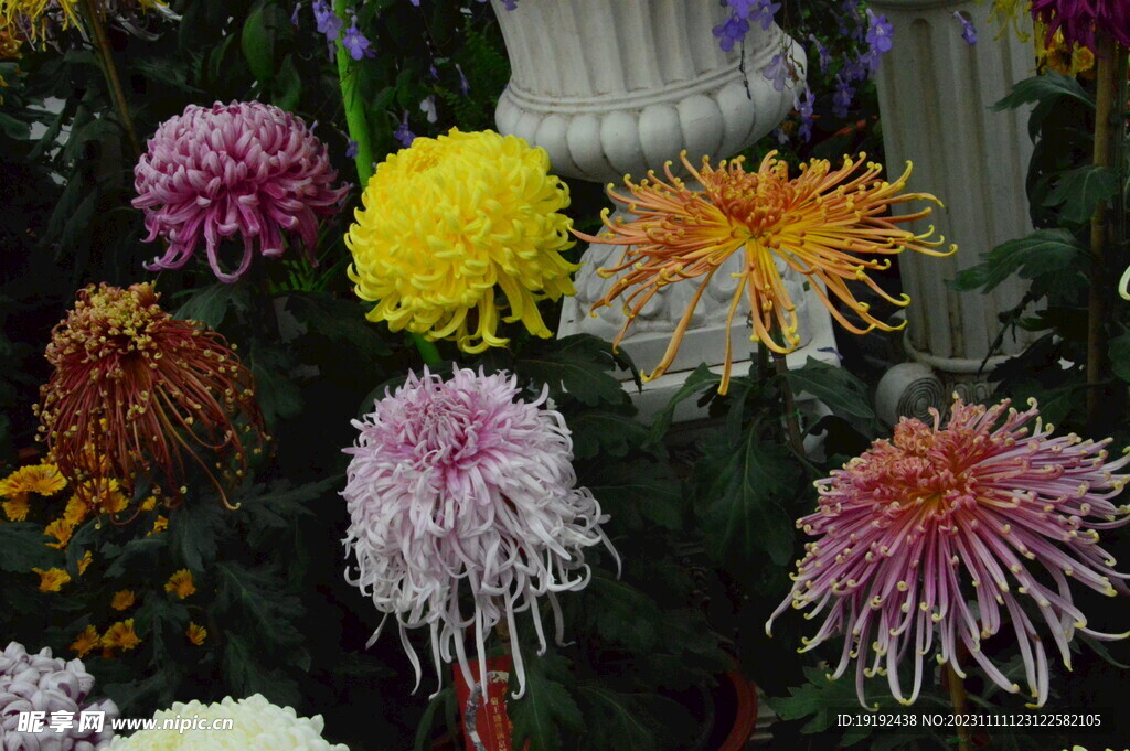 菊花