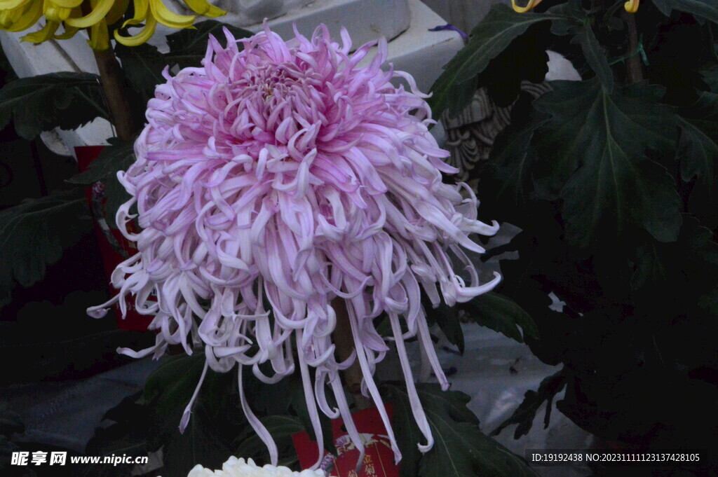 菊花 