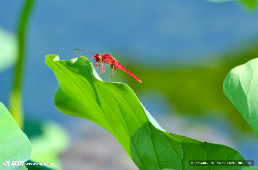 蜻蜓