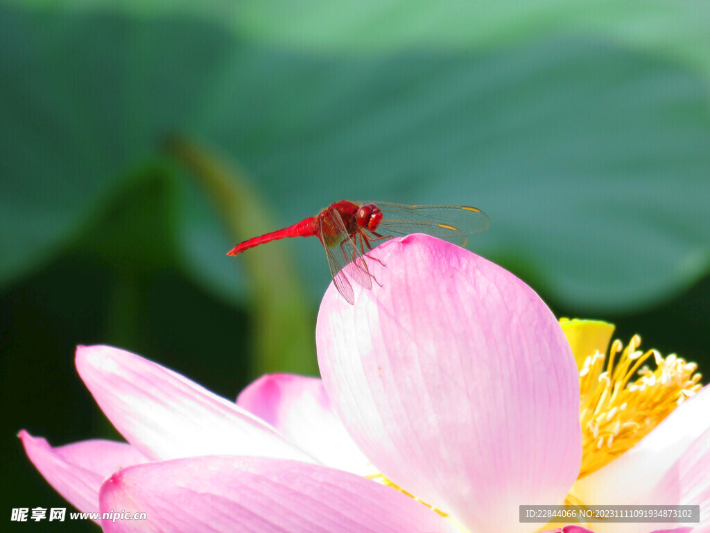 蜻蜓