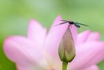蜻蜓