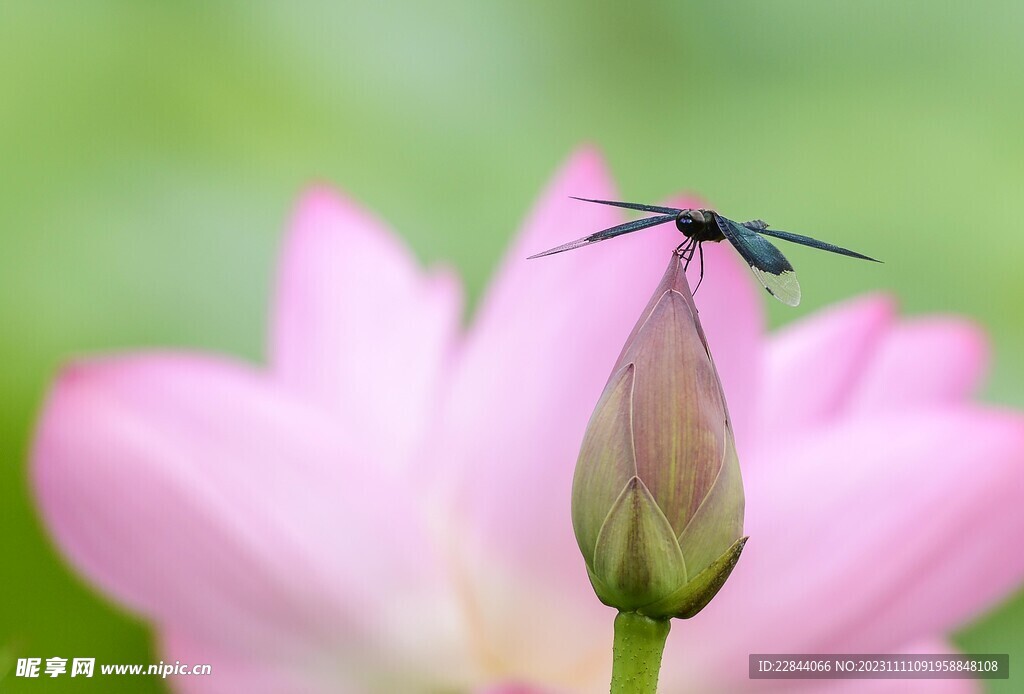 蜻蜓