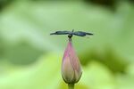 蜻蜓