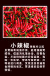 小辣椒简介