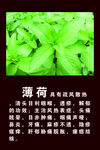 薄荷简介