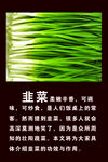 韭菜简介