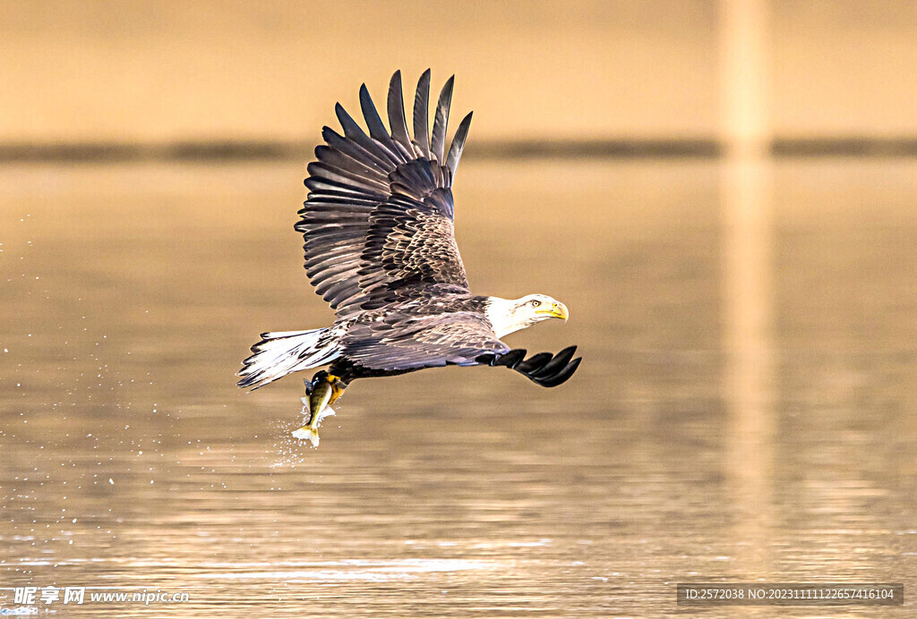 白头海雕图