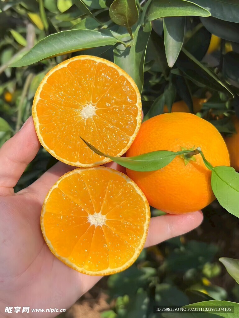 橙子