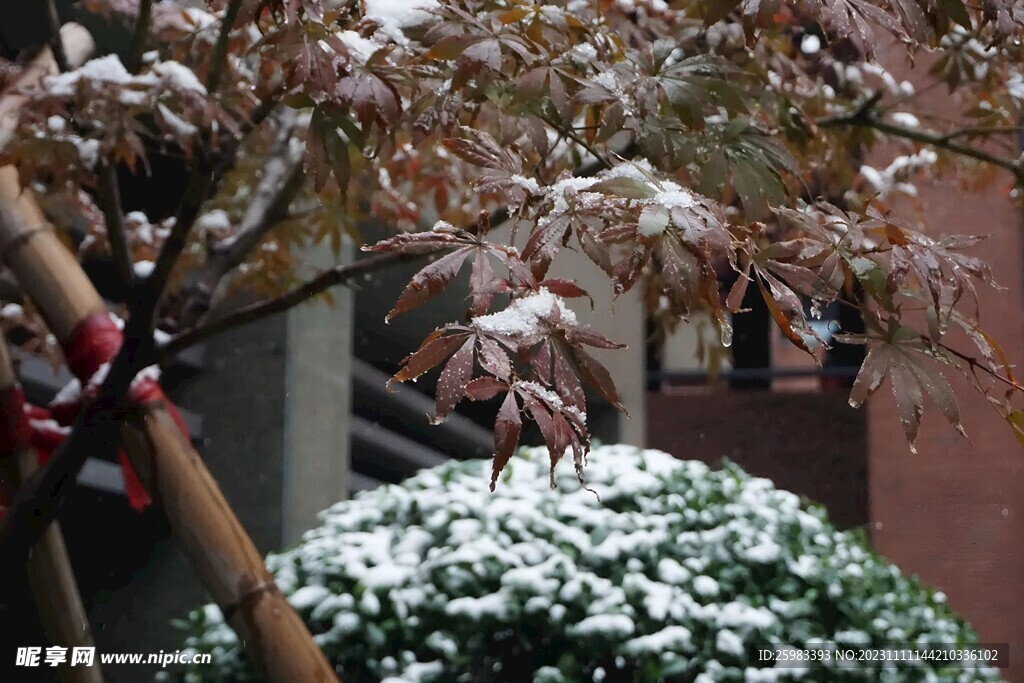 雪后的庭院